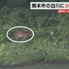 川を泳いで渡り…熊本市の白川でシカを目撃【熊本】