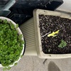 ベランダ菜園2025-７