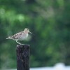 ６月１２日（日）は鳥類調査からの3連ちゃん