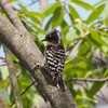 都立　殿ヶ谷戸庭園に行ってきました