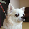 No.464 ココ （チワワ 8歳 ♂）