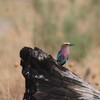 ライラックニシブッポウソウ(Lilac-breasted Roller)のペア