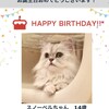 happy birthday🐾14歳！