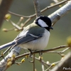 日本　ちょっと古いレンズ Minolta AF APO TELE ZOOM 100-300mm F4.5-5.6 で撮る野鳥たち 