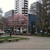 桜サク～大通公園