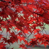 11月7日　召天者記念礼拝