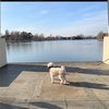 犬とお散歩　綺麗で大きい水辺公園　水元公園