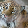 スマトラトラ Panthera tigris sumatrae