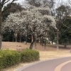 数年ぶりの一人外出♪　団地公園の一本梅が満開でした！