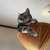猫、悲鳴をあげる