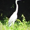 神原町に飛来した鳥　　　田んぼに飛来したアオサギ