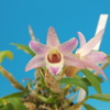 Dendrobium Kruger Hek (moniliforme x hekouense)