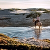 馬を水辺に連れて行くことはできても、水を飲ませることはできない。