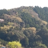 桜のある風景