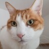 ホッケとイワシは似て非にゃるもの