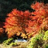 秋の 西山 興隆寺 ( 2011-12-04 )