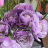 DAILY　FLOWERS !!