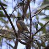 Rufous Whistler　アカハラモズヒタキのオス