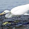 準絶滅危惧種・カラシラサギ飛来　徳島市の吉野川河口