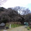 天気はイマイチでも桜は楽しまないとね。