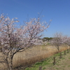 瓢箪池の桜（守谷市）