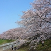 福岡堰の桜