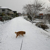 雪景色