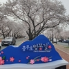 경주(慶州)桜の名所