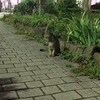 今日の景色 07/05 猫