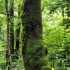 ★夏の上高地🏕️３（田代湿原・田代池へ向かう）2025