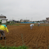 神原町花の会・花美原会 (141 )   骨が折れたひまわりの種蒔き