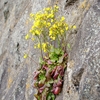 野の花と税金