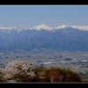 安曇野　【長峰山の桜】　　光城山の桜 その２