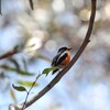 ノドアカサンショクヒタキ(Flame Robin)