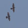 オオタカ成鳥が幼鳥（若鳥）に接近して牽制