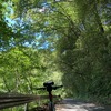 木漏れ日のトンネルを走る、夏のご褒美