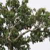 スミレオミカドバト Purple-tailed Imperial Pigeon