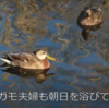 カルガモ親子の引っ越し…見ててはらはらします！！【嗚呼‼みんなの動物園を見て】