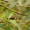 チャイロセレベスミツスイDark-eared Myza or Lesser Sulawesi Honeyeater (スラウェシの鳥その8）