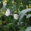 高菜の花に紋白蝶