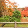 【笹流ダムと水神社】晩秋の函館探訪で楽しむ紅葉