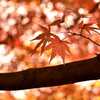 色んな風景～二上山（にじょうざん）の紅葉～