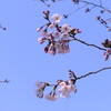 今日の景色 03/30 いよいよ、桜!!