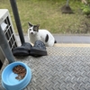 朝のおばあちゃん野良猫　おばあにゃん