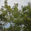 【沖縄の植物】5月はトックリキワタの綿が見頃？（釈迦頭みたい）