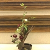 クチナシに、くちなし