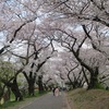 駒場の春 ～学校周辺桜歩き
