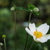 シュウメイキク：秋明菊　貴船菊