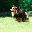 老犬ぽんたといっしょ