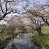 逆井のカタクリ初の見参